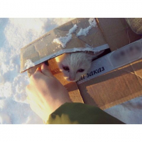 Под Волгоградом живодеры выбросили котенка в коробке на мороз 