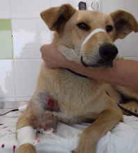 Очевидцы сообщают подробности о расстреле стаи собак в Советском районе