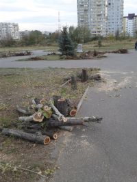 Президента РФ просят сохранить деревья в волгоградском парке