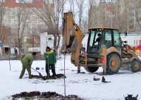 В Волгограде рабочие в 12-градусный мороз посадили саженцы деревьев