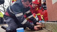                       Пожарный сделал искусственное дыхание собаке и спас ее 
