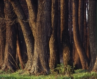 Житель Краснослободска спилил вековые дубы на дрова