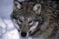 В Новой Москве на улице поймали волка в ошейнике