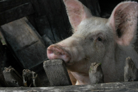 Под Волгоградом в очередной раз обнаружили вспышку чумы свиней
