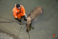 Сотрудники МЧС несколько часов спасали лося из столичного пруда в Вешняках