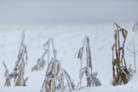 Новая неделя в Волгоградской области начнется без осадков и с морозов до -20