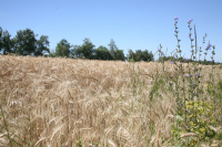 Зерно на костях или как в Волгоградской области фермеры решили «заработать» на земле с человеческими останками