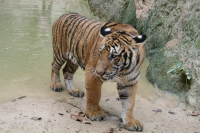 В сафари-парке тигр убил женщину ВИДЕО