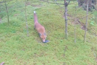 Дикая лиса похитила связку ключей у лесного путника