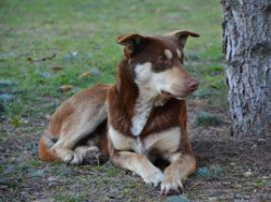 Волгоградские власти пытаются решить проблемы с бездомными собаками и тьмой на улицах