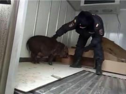 Сбежавшую свинью посадили в «Лефортово»