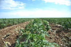 Волгоградские аграрии подсчитывают ущерб от засухи