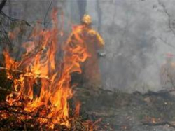 В Волгограде открыт печальный счет лесным  пожарам