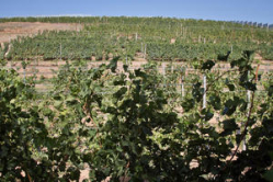 Власти Волгоградской области задумались о развитии виноградарства 
