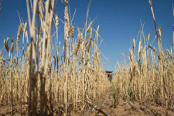 Еще в восьми районах Волгоградской области введен режим ЧС из-за засухи 