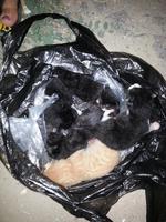 В Волгограде новорожденных котят оставили умирать в пакете