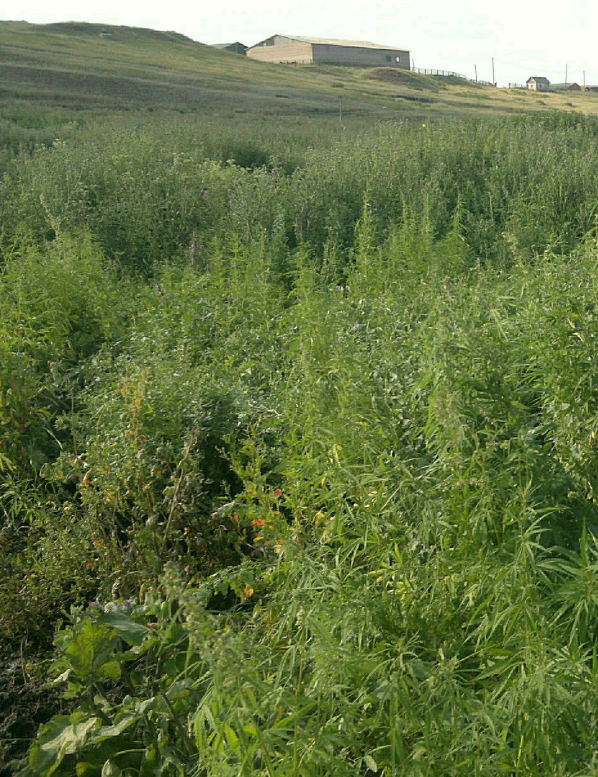 Где конопля растет в московской области простата от марихуаны