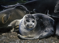 Двое сахалинских тюленей переезжают в волгоградский океанариум