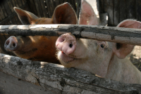 Россия запретила молдавскую свинину
