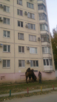 В Волгограде под окнами девятиэтажки гулял верблюд