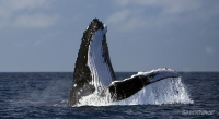 Горбатый кит