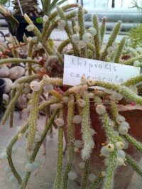 В Волгоградском региональном ботаническом саду заплодоносил кактус 