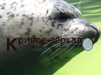 Сахалинские тюлени радуют посетителей волгоградского океанариума