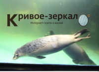 Сахалинские тюлени радуют посетителей волгоградского океанариума