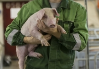 Ученые создали гибрид человека и свиньи