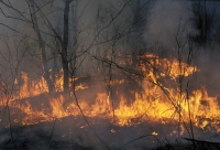 Крупный пожар в Волго-Ахтубинской пойме Волгограда