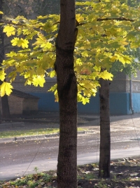 В Волгограде избавляются от аллергенных тополей и вязов