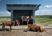 5000 коров «Danone» переедут из ЕС в Сибирь