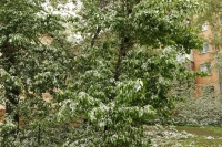 В Волгограде дожди плавно перерастут в снег