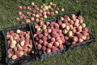 Россельхознадзор обнаружил зараженные фрукты в поставках из Сербии