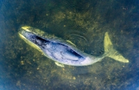 Спасение кита контролирует глава минприроды