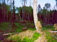 Вырубал лес – попал под статью