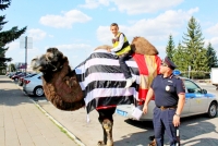 «Верблюжий переход»