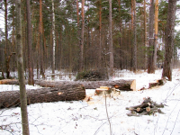 Нарубил деревьев на два миллиона рублей