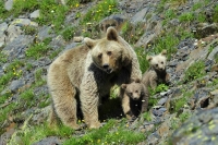 В Сочи медведи напали на стоянку туристов
