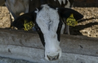 Россельхознадзор ввел ограничение на ввоз молочной продукции из Белоруссии