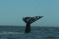 Гренландский кит застрял в устье реки