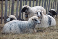 Быковские полицейские нашли овец по горячим следам