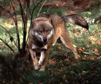 В Ростовской области бешеный волк напал на пасечника