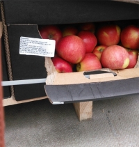 В Россию запретили ввоз яблок с 31 белорусского предприятия