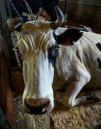 92 коровы по липовому сертификату россиянин пытался провезти из Калмыкии в Волгоград