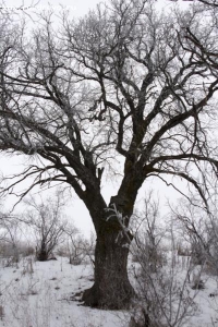 В Волгограде в Национальный реестр попал дуб, высаженный 200 лет назад жителем Царицына