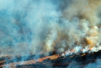 Лесные пожары в Волгограде в 2018 году будут тушить по плану