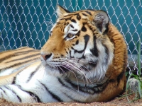 Министр природных ресурсов призывает проверить смерть краснокнижного тигра в зоопарке США