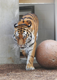 Министр природных ресурсов призывает проверить смерть краснокнижного тигра в зоопарке США