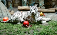 В Московском зоопарке умерла белая тигрица